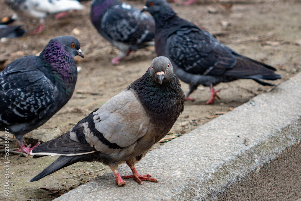 Fototapeta premium Pigeons gathering around a park path on a cloudy day
