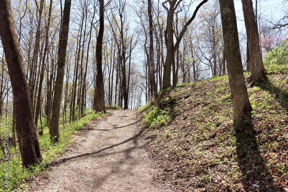 The hiking trail up the slope in the forest. The hiking trail up the slope in the forest.