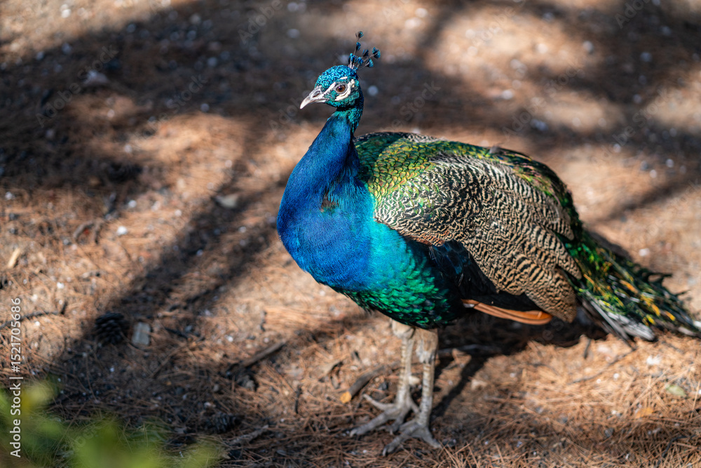 Fototapeta premium Group of Peacocks in Natural Daylight Setting