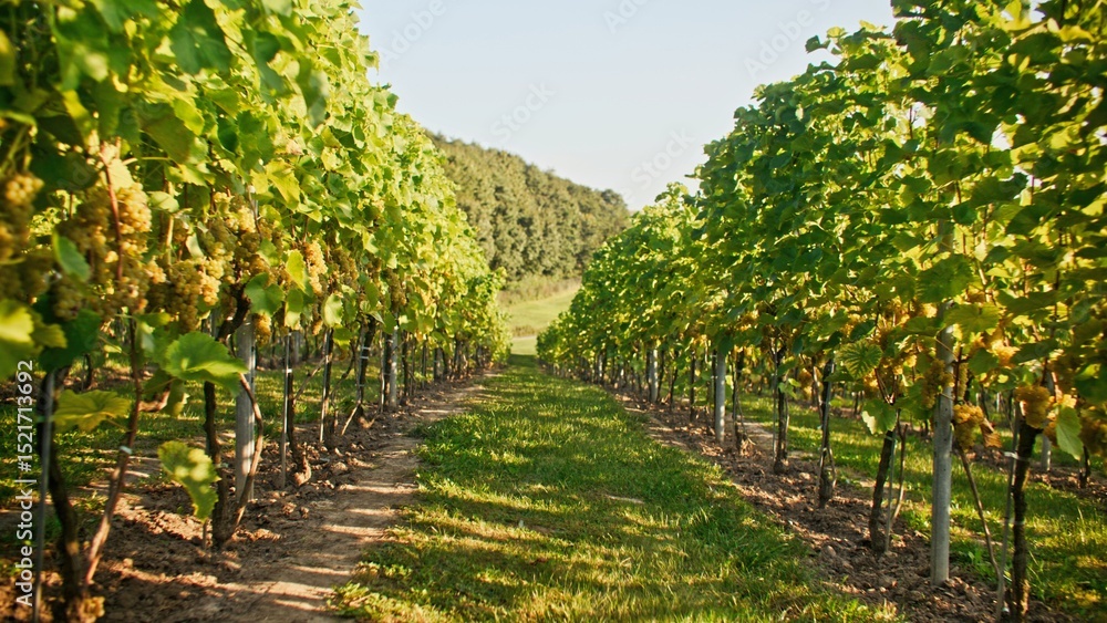 Obraz premium Stable camera focus on basket full of grapes laying on green grass of large field. Long lines of grape bushes shining with green colours. Sun rising up in beautiful morning above forest in background.
