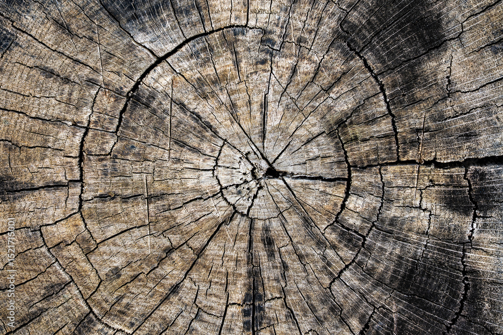 Fototapeta premium Old wood texture of tree rings, closeup, top view. Cross section of gray tree trunk background. Cut slice of wooden stump. Textured surface with rings and cracks