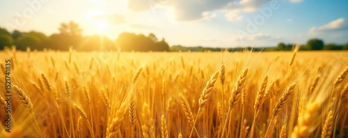 Golden wheat field swaying gently in the summer breeze, bathed in warm sunlight A stunning rural landscape perfect for backgrounds and textures , beauty, tranquility, wheat field