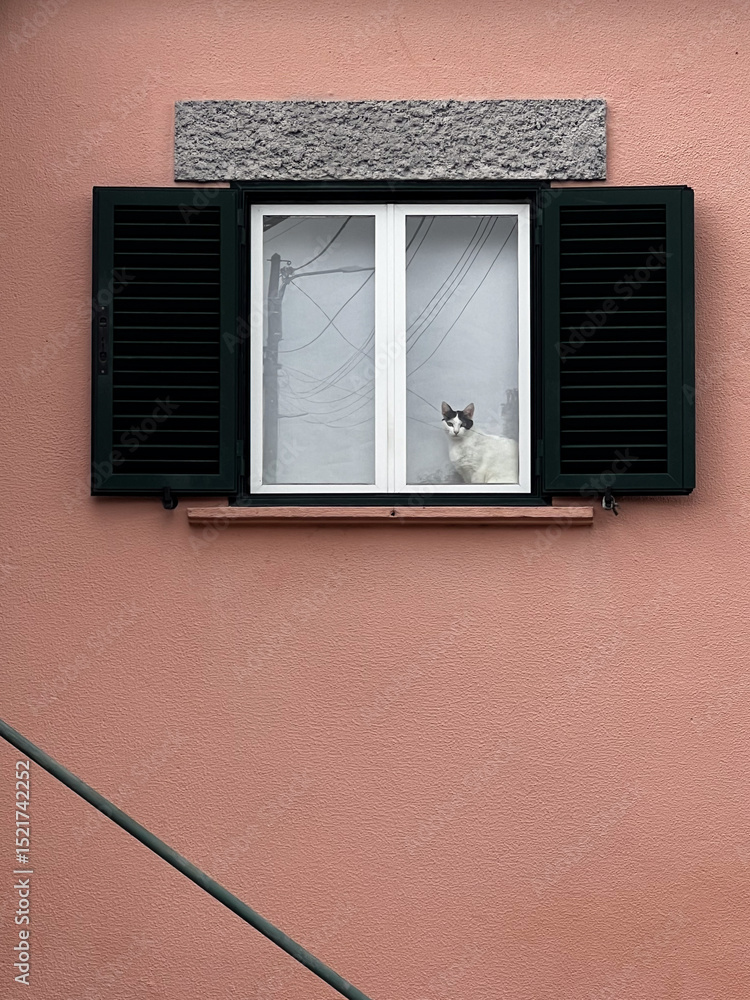 Fototapeta premium window with shutters and cat looking outside with pink painted wall facade