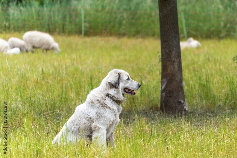Obraz premium A large white livestock guardian dog sits attentively in a meadow, guarding a flock of sheep in the background. The scene exudes tranquility, protection, and rural life.