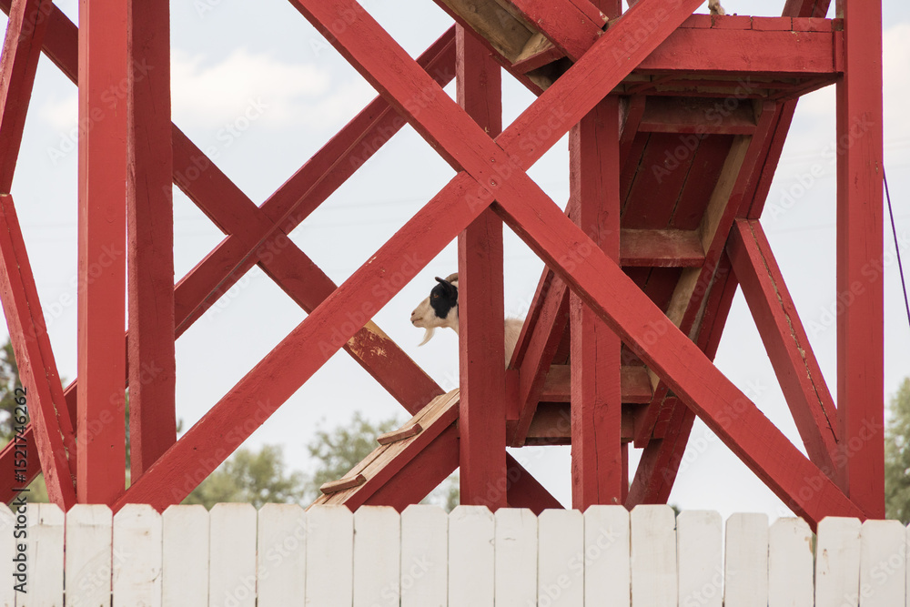 Fototapeta premium Goat on a wooden platform