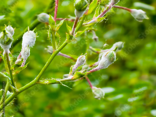 Canvas Print Pink bush roses covered with powdery mildew