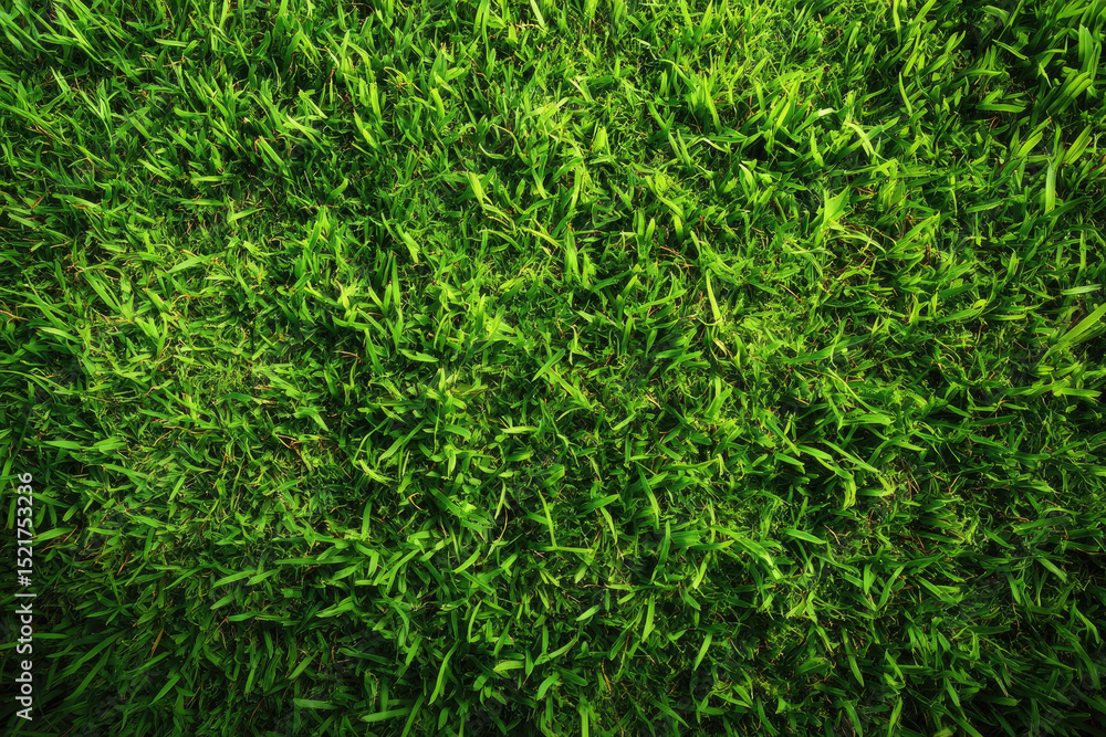 Lush Green Grass Texture Background for Design and Compositing Lush Green Grass Texture Background for Design and Compositing