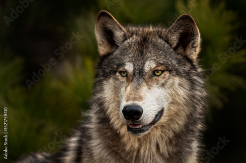 Grey Wolf (Canis lupus) Looks to Slight Left Ears Forward Bottom Teeth Showing