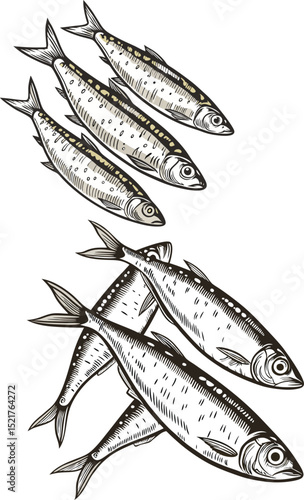 Hand Drawn Sardines Illustration – Vintage Style Seafood Vector Design