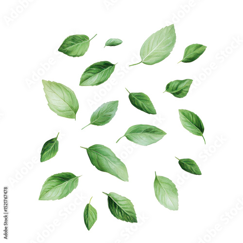 Green basil leaves arranged artfully on a white background for design purposes