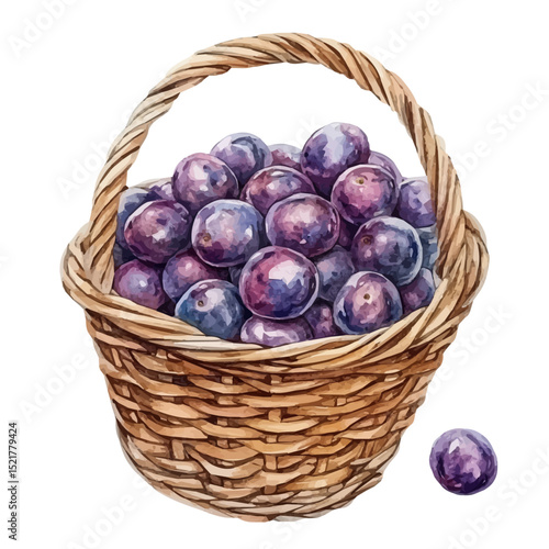 Damson Fruit Basket, watercolor clipart vector, high quality, isolated on a white background.