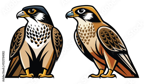 Photo of two falcon illustrations isolated on white background