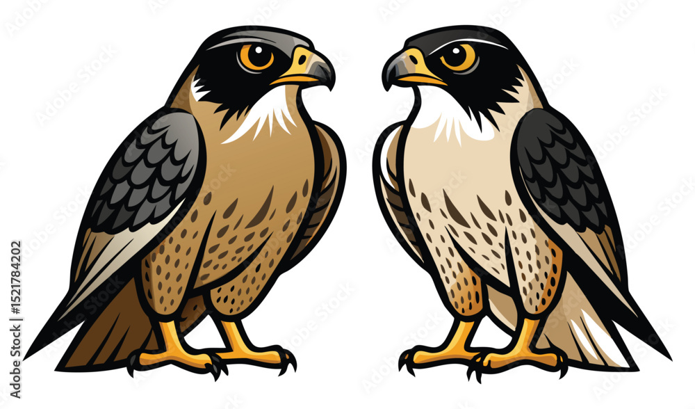 Photo of two peregrine falcons facing each other, isolated on white background Photo of two peregrine falcons facing each other, isolated on white background