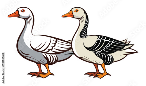 Photo of two geese isolated on white background