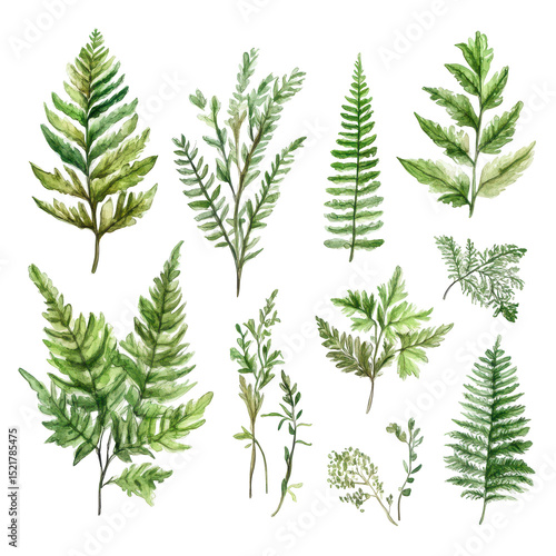 Various green ferns and leaves illustrated in watercolor style suitable for nature lovers and artists