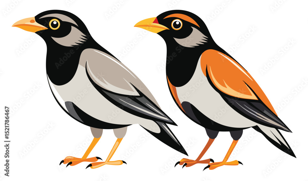 Fototapeta premium Photo of two colorful birds isolated on white background