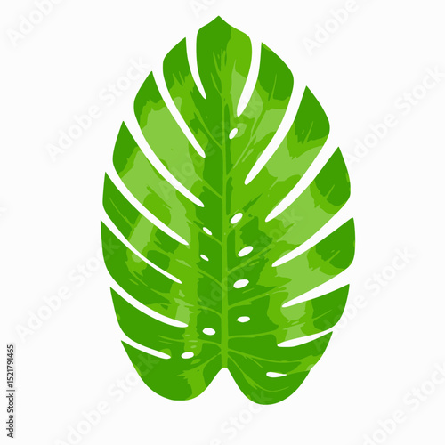 Detailed realistic illustration of a large tropical monstera leaf with characteristic fenestrations on a transparent background.