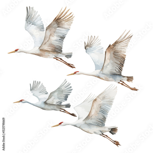 watercolor vector of Cranes Flying In Formation, high quality, isolated on a white background.