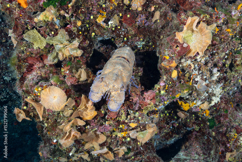 Magnosa, Scyllarides latus, detta anche cicala di mare su una parete circondata da trine di mare, reteporella grimaldii