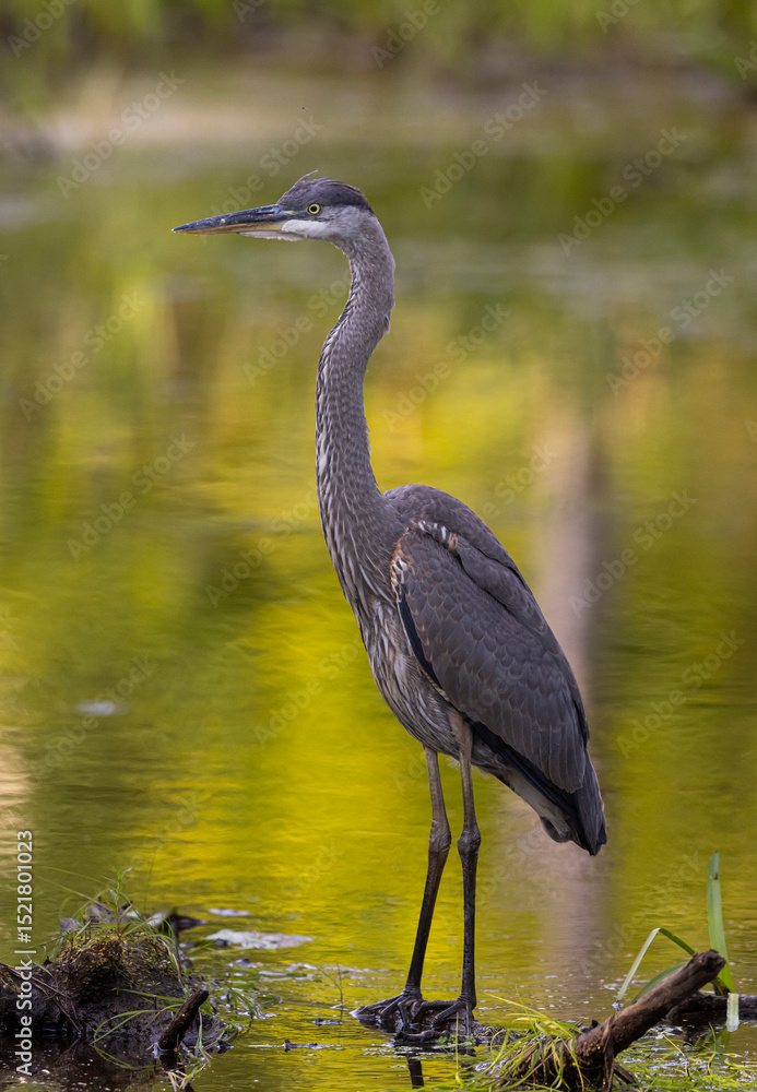 Fototapeta premium Great blue heron