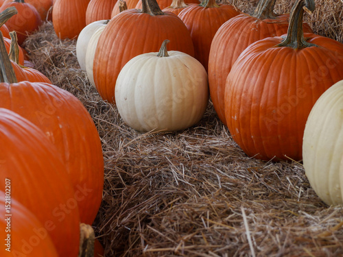 pumpkin patch 
