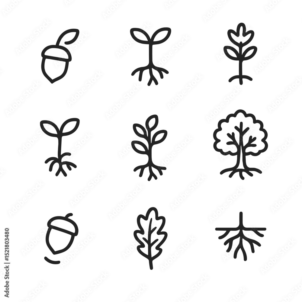 Fototapeta premium Acorn Growth Stages. Outline icon set of acorn growth stages: seed germination, sprout, seedling, sapling, young oak, mature oak,