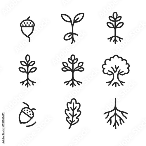 Acorn Growth Stages. Outline icon set of acorn growth stages: seed germination, sprout, seedling, sapling, young oak, mature oak,