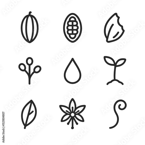 Cocoa Bean Icon Set. Outline icon set of Cocoa bean anatomy: cocoa pod, bean nib, husk fragment, placenta, pulp droplet, seedling
