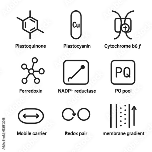 Electron Transport Icons. Outline icon set of electron transport carriers: plastoquinone, plastocyanin, cytochrome b₆f, ferredoxin
