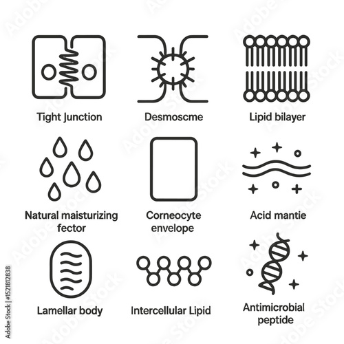 Skin Barrier Icons. Outline icon set of barrier function elements: tight junction, desmosome, lipid bilayer, natural moisturizing