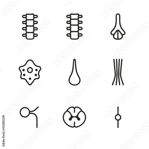 Spinal Cord Anatomy Icons. Outline icon set of spinal cord anatomy: cervical segment, thoracic segment, lumbar segment, sacral