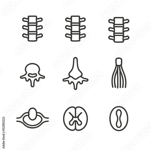 Spinal Cord Anatomy Icons. Outline icon set of spinal cord anatomy: cervical segment, thoracic segment, lumbar segment, sacral