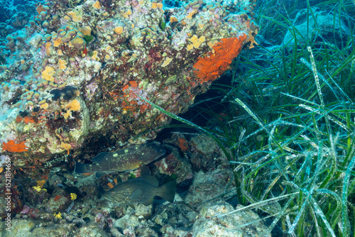Cernia dorata, Epinephelus costae e Cernia bruna, Epinephelus marginatus sotto un masso