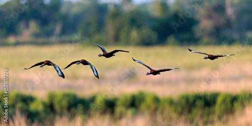 Bild auf Leinwand Five Black-bellied Whistling-Ducks all abreast