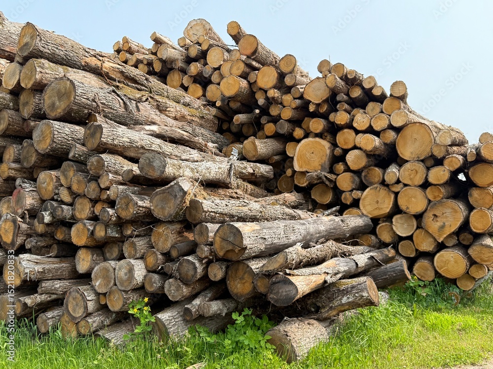 stack of cut timber logs piled by a dirt road in the countryside. Firewood and forestry industry scene on a bright day. stack of cut timber logs piled by a dirt road in the countryside. Firewood and forestry industry scene on a bright day.