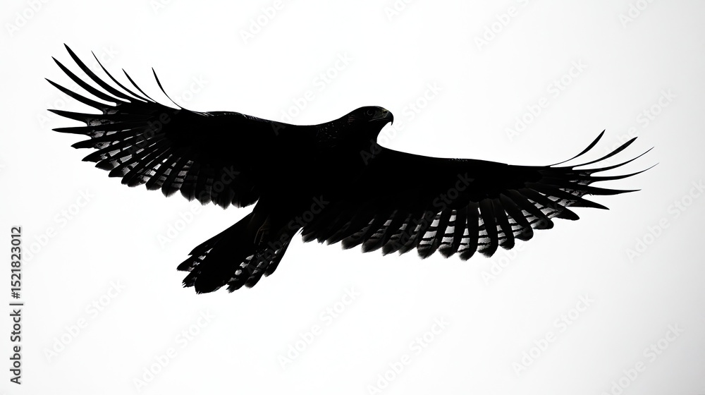 Obraz premium A soaring harrier hawk