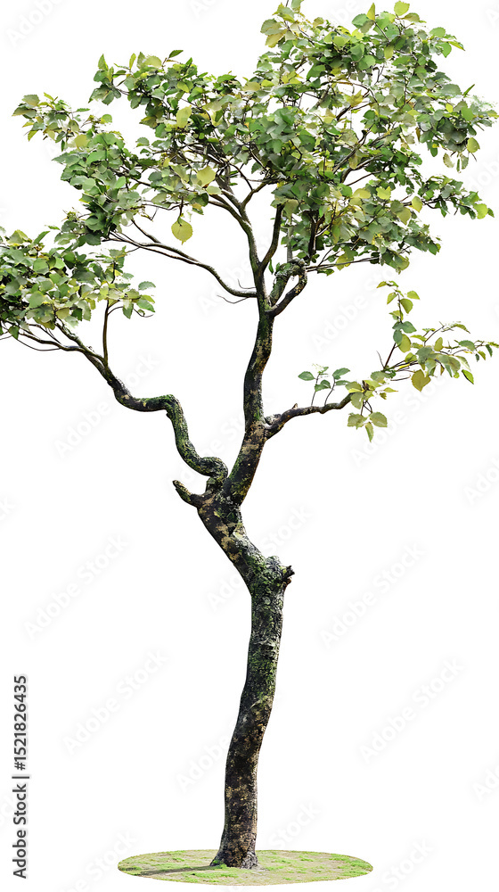 Fototapeta premium green tree isolated on white