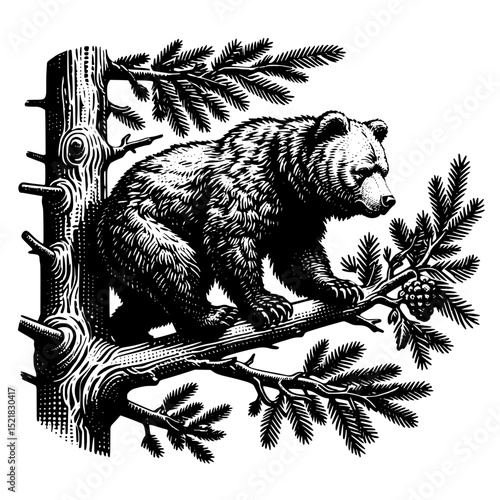 animal, vector, sketch, mammal, head, cat, wildlife, illustration, pet, nature, tiger, drawing, dog, fur, wild, black, hand drawn, white, isolated, portrait, shaggy, face, isolated on white, bear, cut