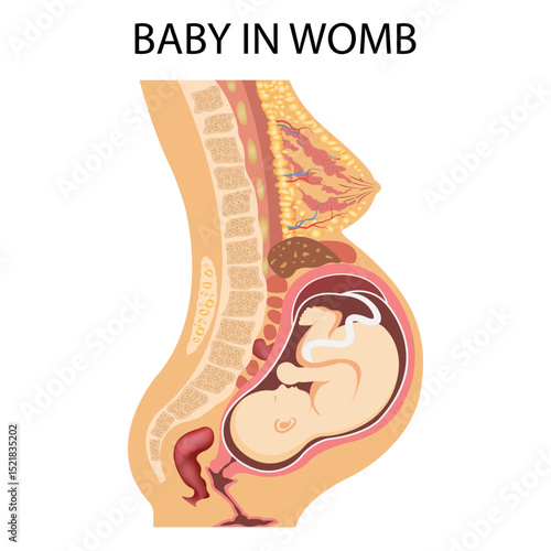 Pregnancy anatomy. Vector illustration of uterus with fetus and organs around