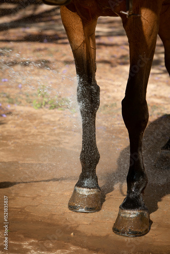 vertical close-up photo of horse legs during the washing process. The topic of equestrian sports, animal care and veterinary medicine