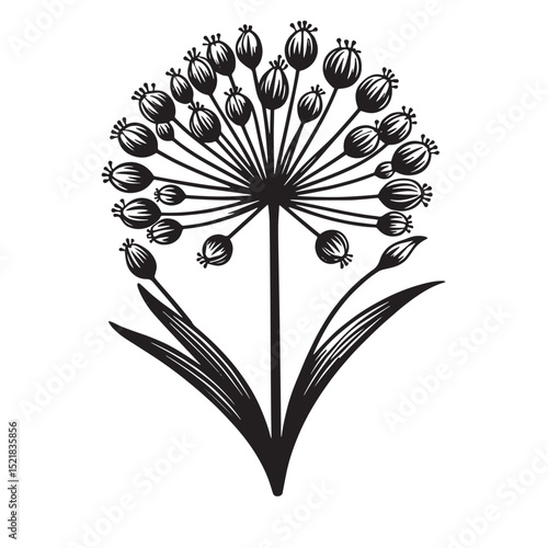 Allium Flower SVG