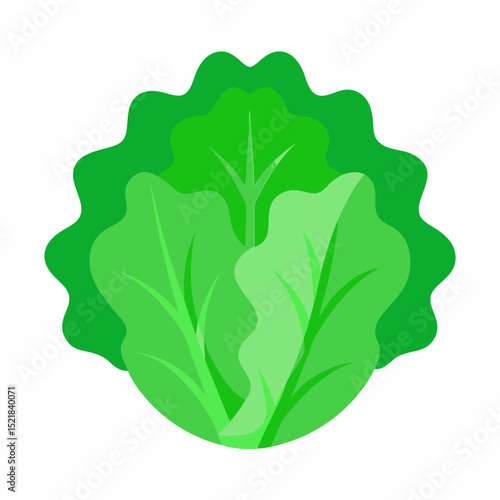 cabbage isolated on white background