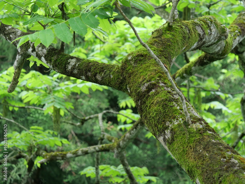Fototapeta premium A thick tree branch blanketed in moss and damp with spring moisture, Rokugo, Akita, Japan