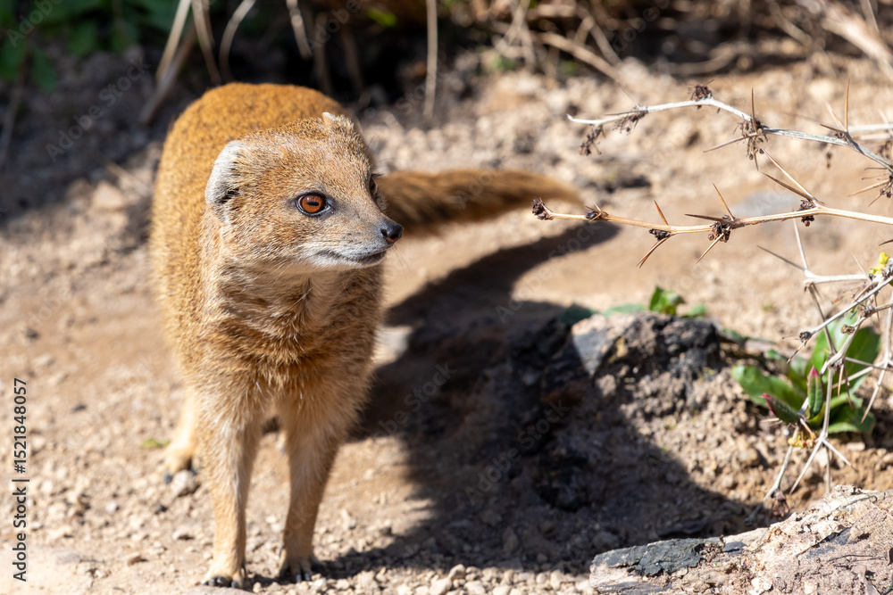 Fototapeta premium Portrait of a yellow mongoose (cynictis penicllata)