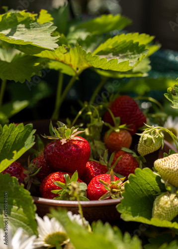 Canvas Print Freshly picked strawberries resting in a bowl, surrounded by lush green leaves
