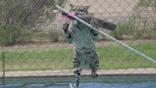 In slow motion, a tiger jumps directly toward the viewer to grab a large enrichment toy, landing with a splash in a pool.