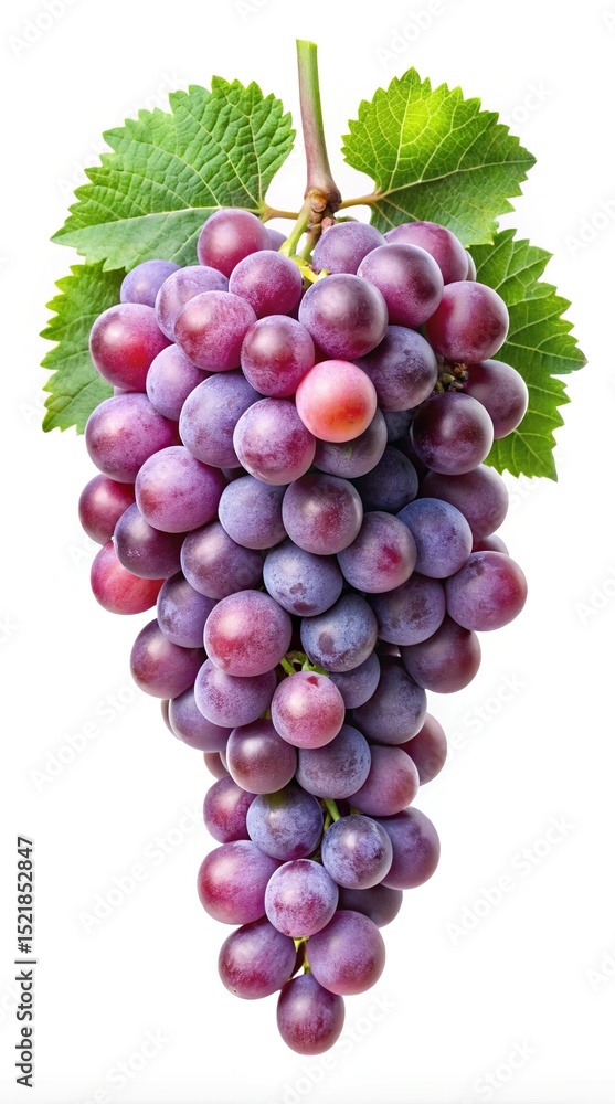 Fototapeta premium Beautiful cluster of ripe grapes hanging with vivid green leaves on white