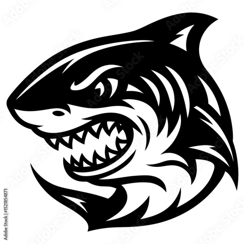 vector illustration of a shark