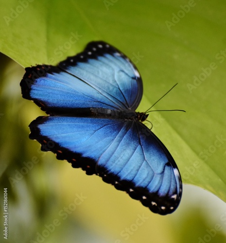 The Blue Morpho Butterfly (Morpho menelaus) is an iridescent tropical butterfly native to South and Central America