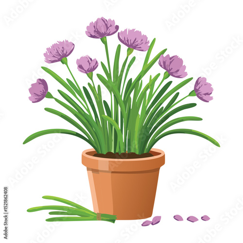 Healthy Chives with Purple Flowers